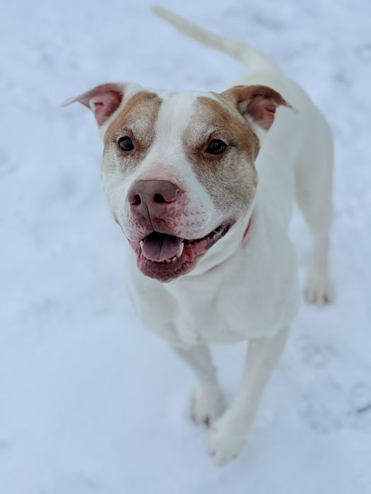 Вітдам собаку в добрі руки