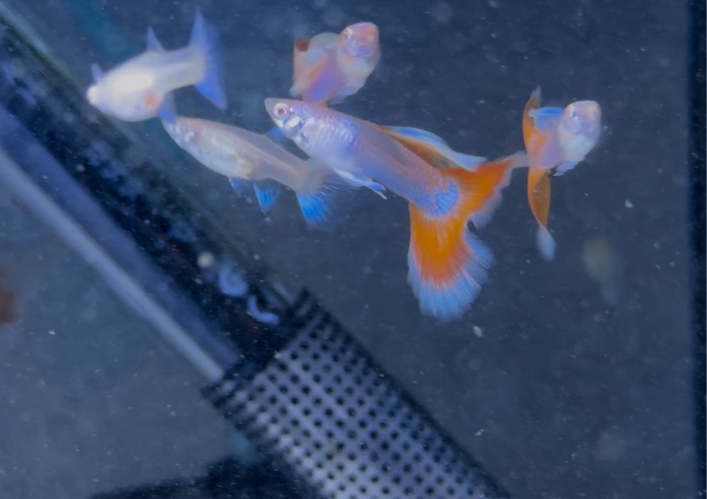 Casais Guppy Red Sky Albino
