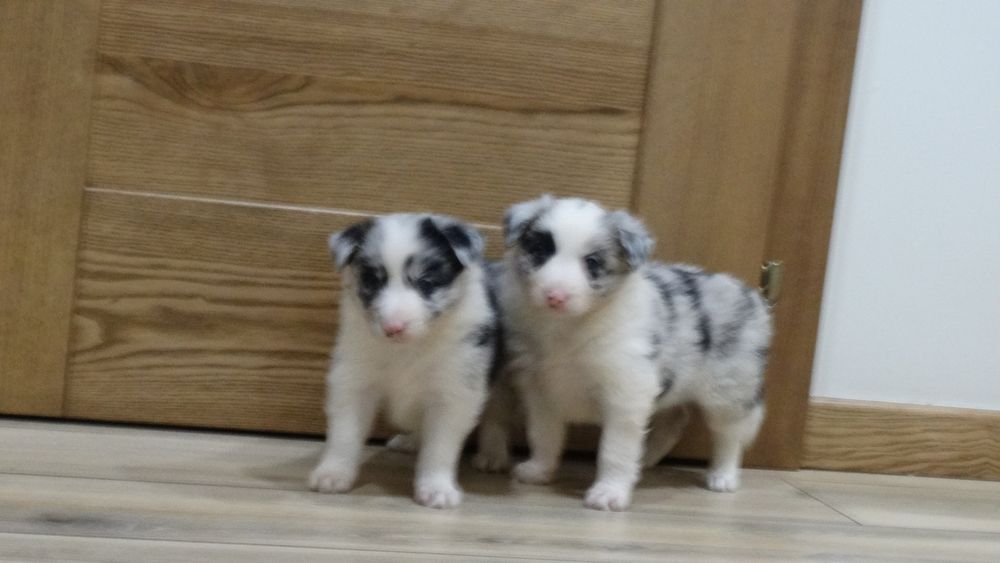 Border collie piesek z rodowodem