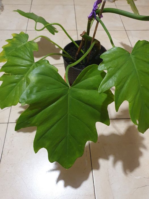 Продажа монстеры за символическую цену.. Самовывоз