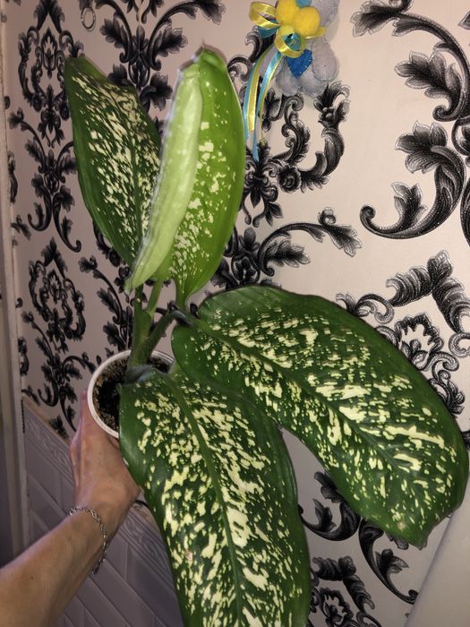 Диффенбахия деффинбахия пятнистая