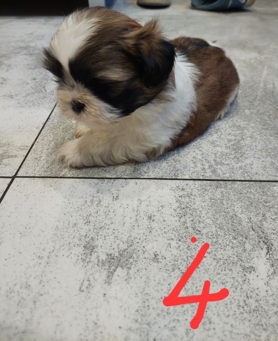 Pieski rasy shih tzu