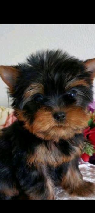 Йорки чисто кровні