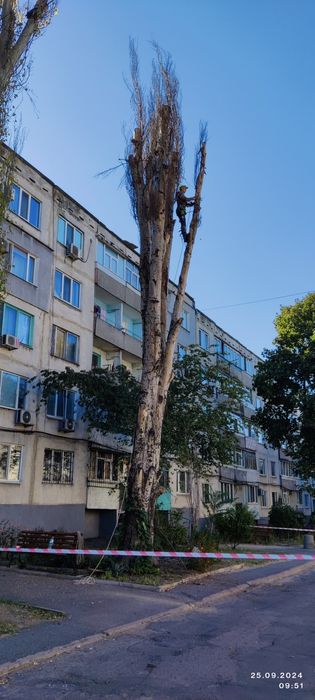 Спил деревьев. Покос травы.