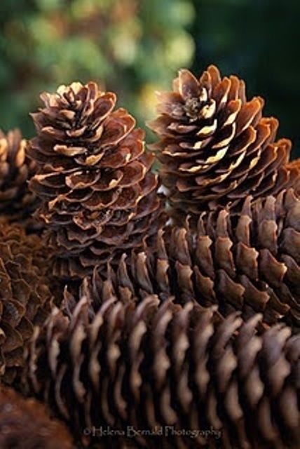 Шишки сосновые купить отборные крупные сухие для декора