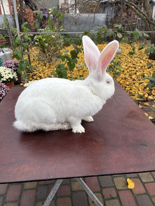 Білий велетень для розведення