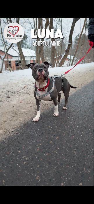 Sunia Luna rasy amstaff szuka domku