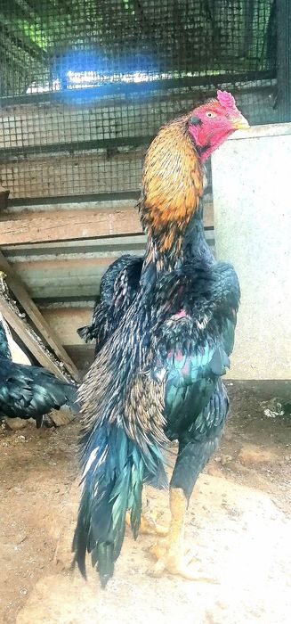 Galgos/Galinhas Raça Pura Shamo