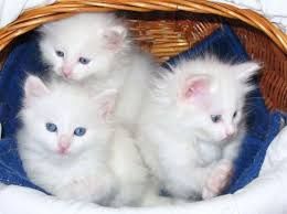 Турецкая Ангора Белоснежный котенок доставка за границу на подарок