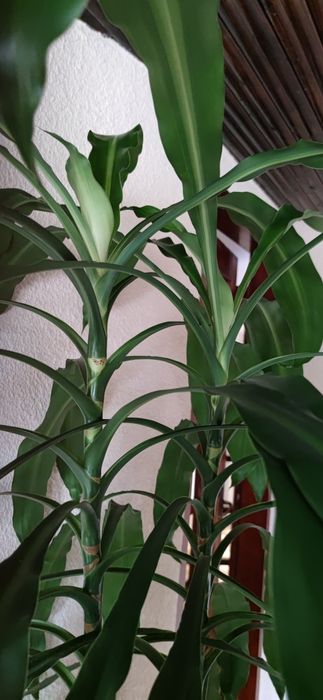Dracena szerokolistna, dua Mawa  OLX.pl