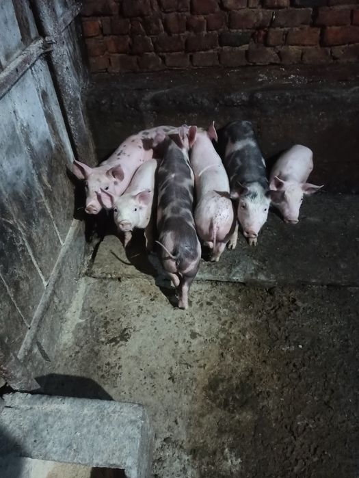 Продам маленькі свині