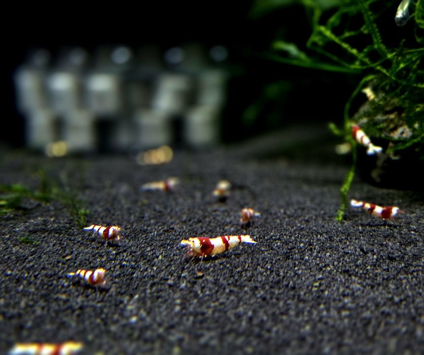 Krewetka caridina wiele odmian "super crystal red, PRL, Pinto, black taiwan, white bee
