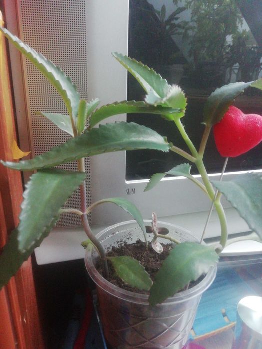 Mięta meksykańską i żyworódke