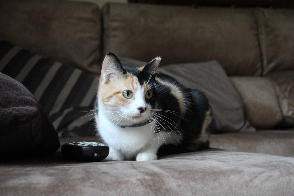 ESTERILIZADA | Gata jovem disponível para adoção responsável