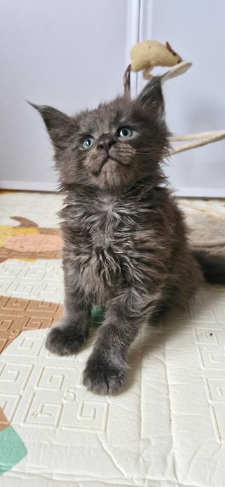 Kocurek Maine Coon FPL FIFE opcja hodowlana