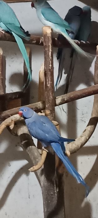 Zaginęły papugi aleksandretty