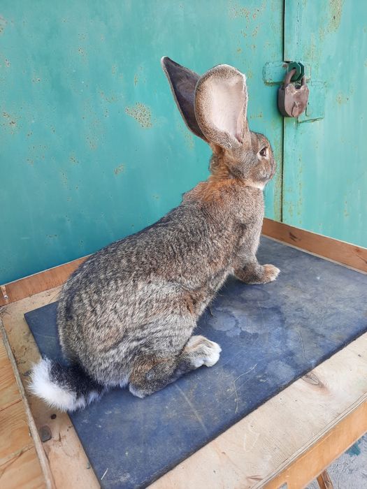 Продам кролики  разные виды