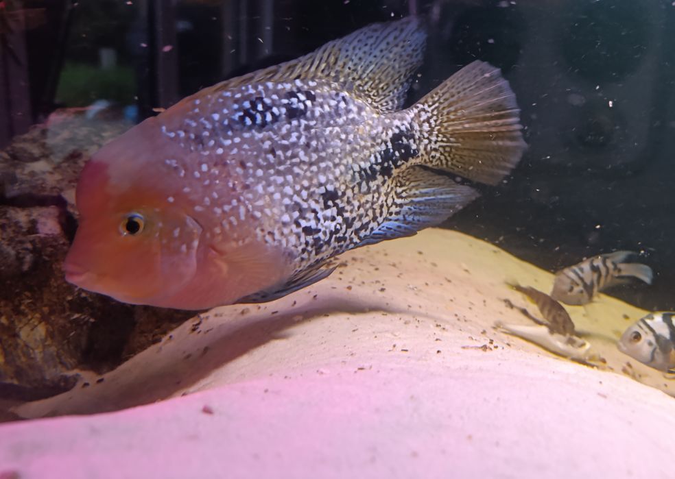 Pielęgnica wielobarwna  wysyłam (Vieja Synspila)