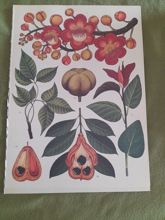 Gravuras flores/frutas
