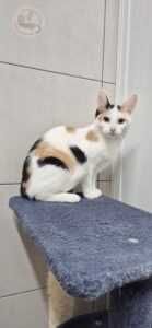 Deska - przyjazna koteczka czeka na domek