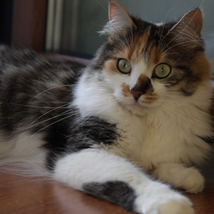 Киця чекає свою людину