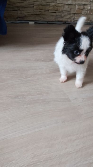 Papillon Spaniel Kontynentalny Miniaturowy