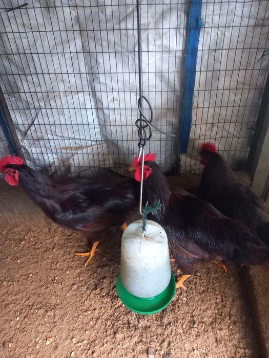 Galinhas rodhe island red