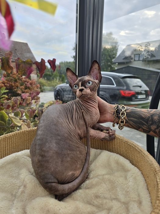 Niebieskooki kocurek sfinks,legalna hodowla WCF