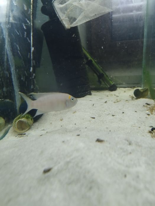 Neolamprologus calliurus