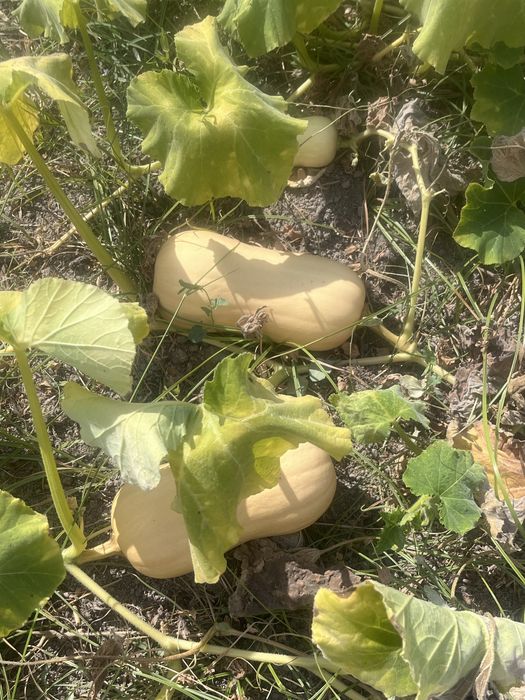 Abobora Butternut Bio