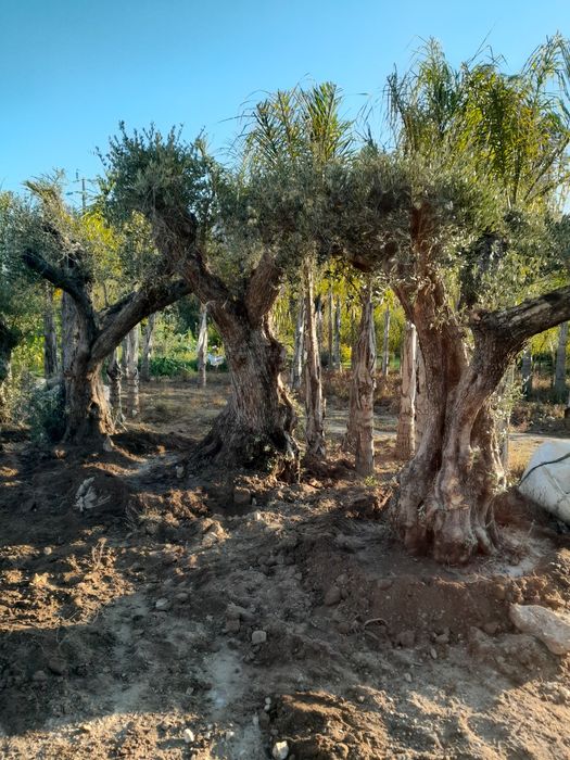 Oliveiras centenarias