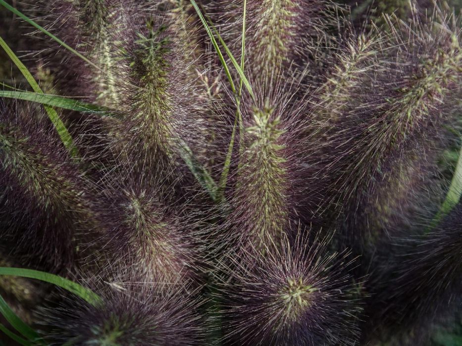 Rozplenica japońska 'Black Beauty' (Pennisetum alopecuroides) 2.5L