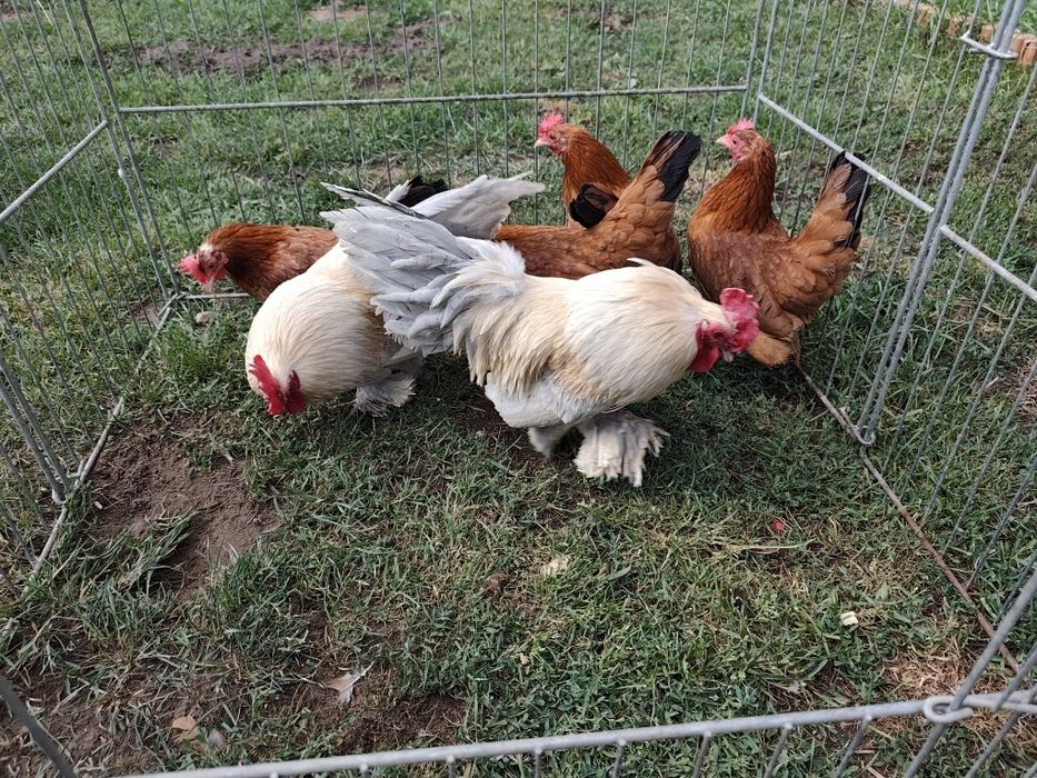 Karzełki łapciate 1+2