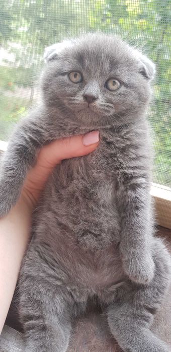Кото діти шукають люблячу родину