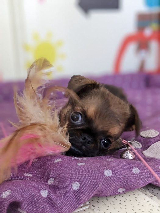 Хлопчик пті брабансон