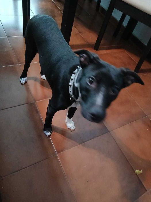 Cadela preta para adoção