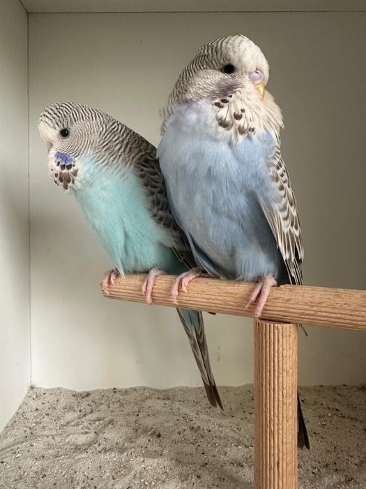 Casais de periquitos blackface