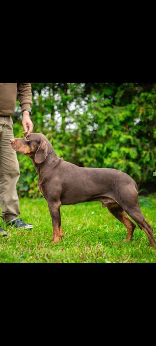 Szczeniak Gończy Polski FCI