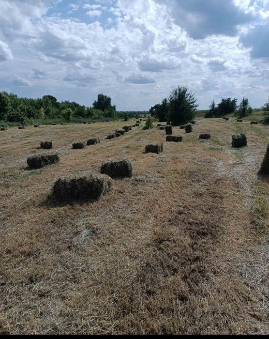 Продам сіно лугове в тюках
Ціна 100 грн/тюк.
066828
