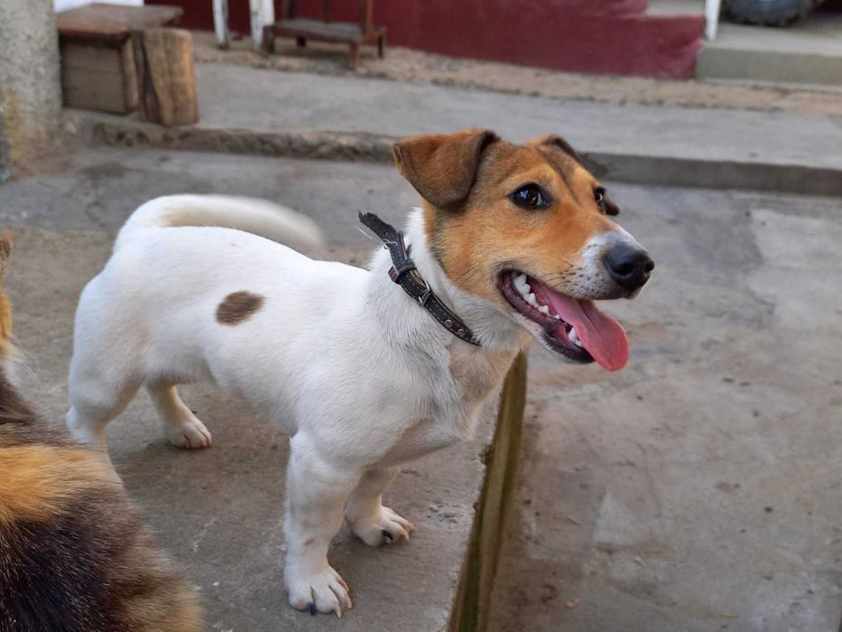 Продається собака породи джек-рассел-тер'єр.