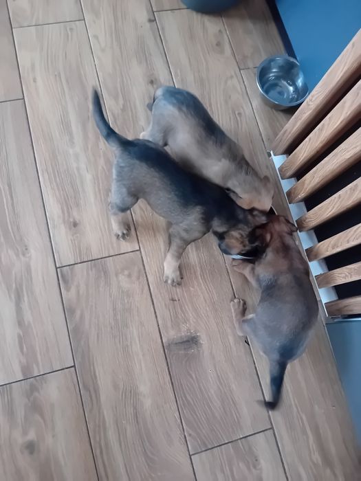 Oddam za darmo pieski.