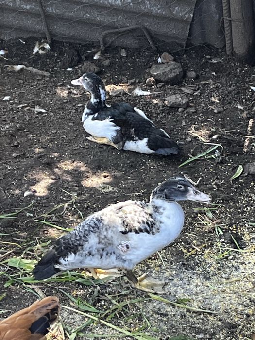 Patos machos a procura de novos donos