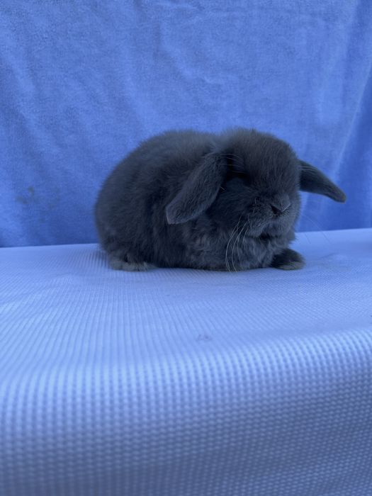 Голландський баранчик,карликові кролики,NHD