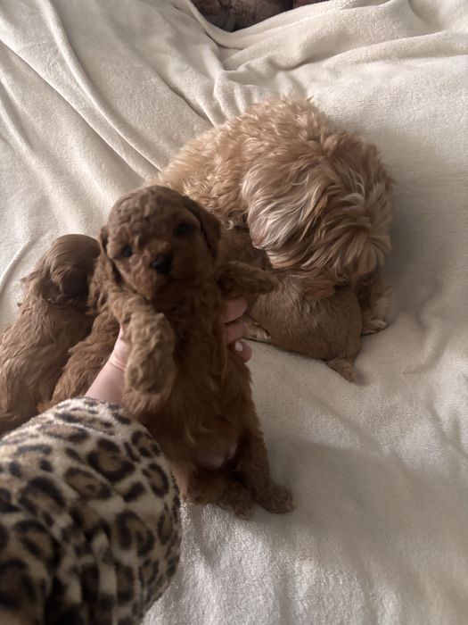 Мальтипу щенки мини