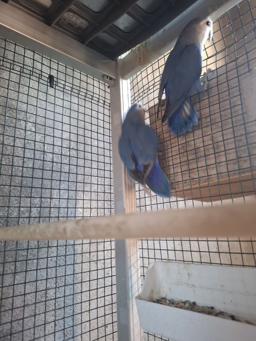 Casal de agaponis