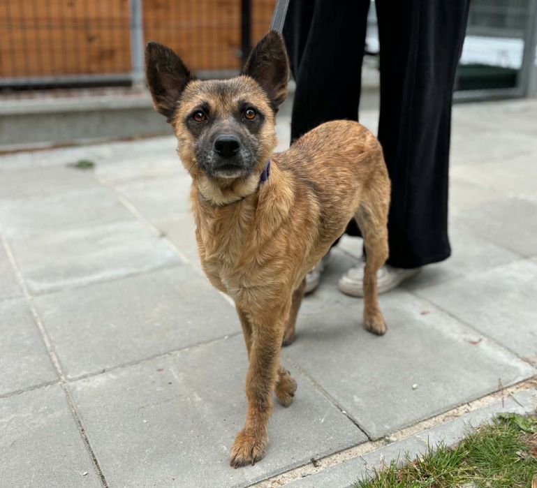 KOJOTKA,2 lata adopcja za darmo