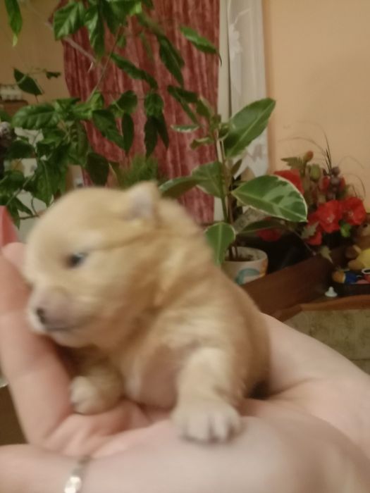 Померанський шпіц. Бронь