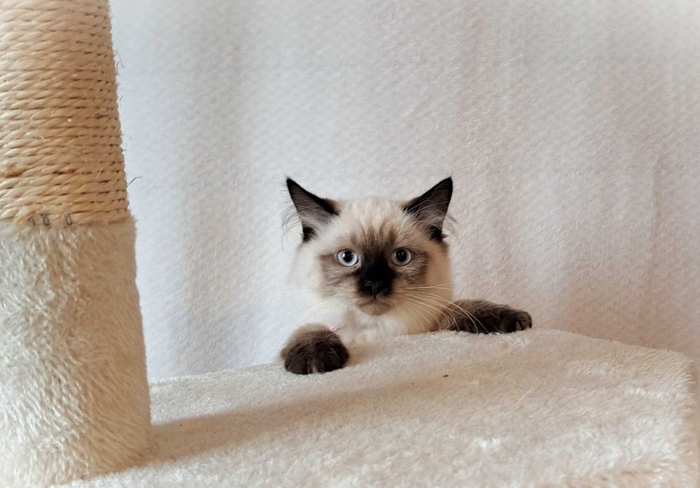 Kotka Neva Masquerade – spokojna, zielony obserwator, Misty