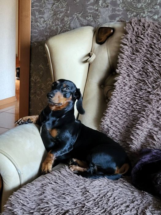 Вязка такса для здоровья))