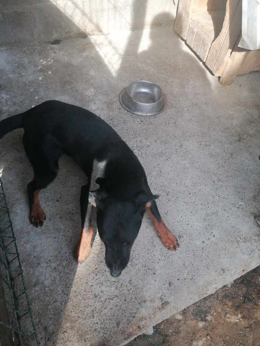 Ягдтер'єр для в'язки